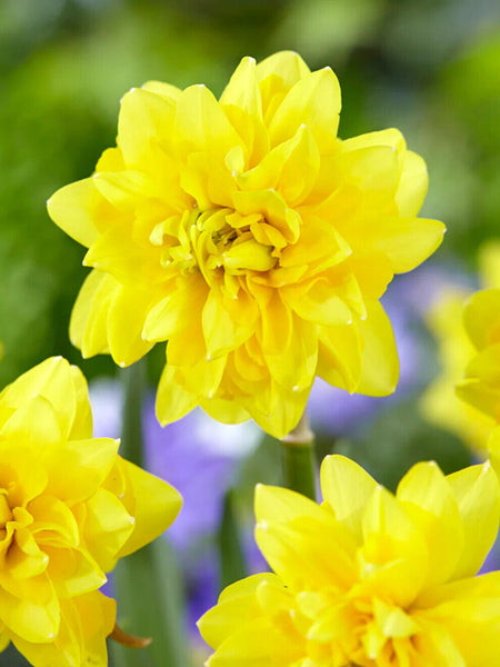 NARCISSUS~'TETE DELUXE'~MINIATURE DAFFODILS~FLOWER BULBS~FRAGRANT SPRING BLOOMS!