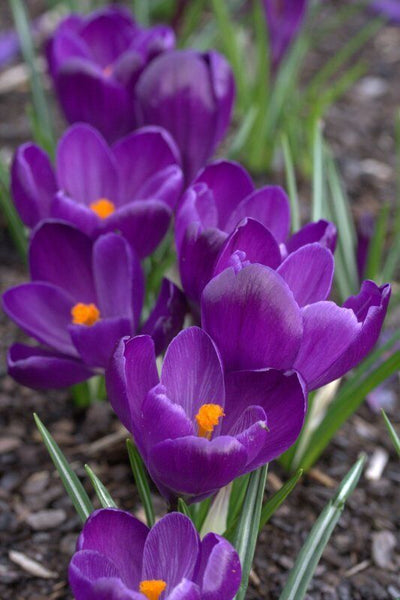 GIANT PURPLE~CROCUS VERNUS~FLOWER BULBS FOR SUNNY GARDEN PERENNIAL SPRING FLOWER