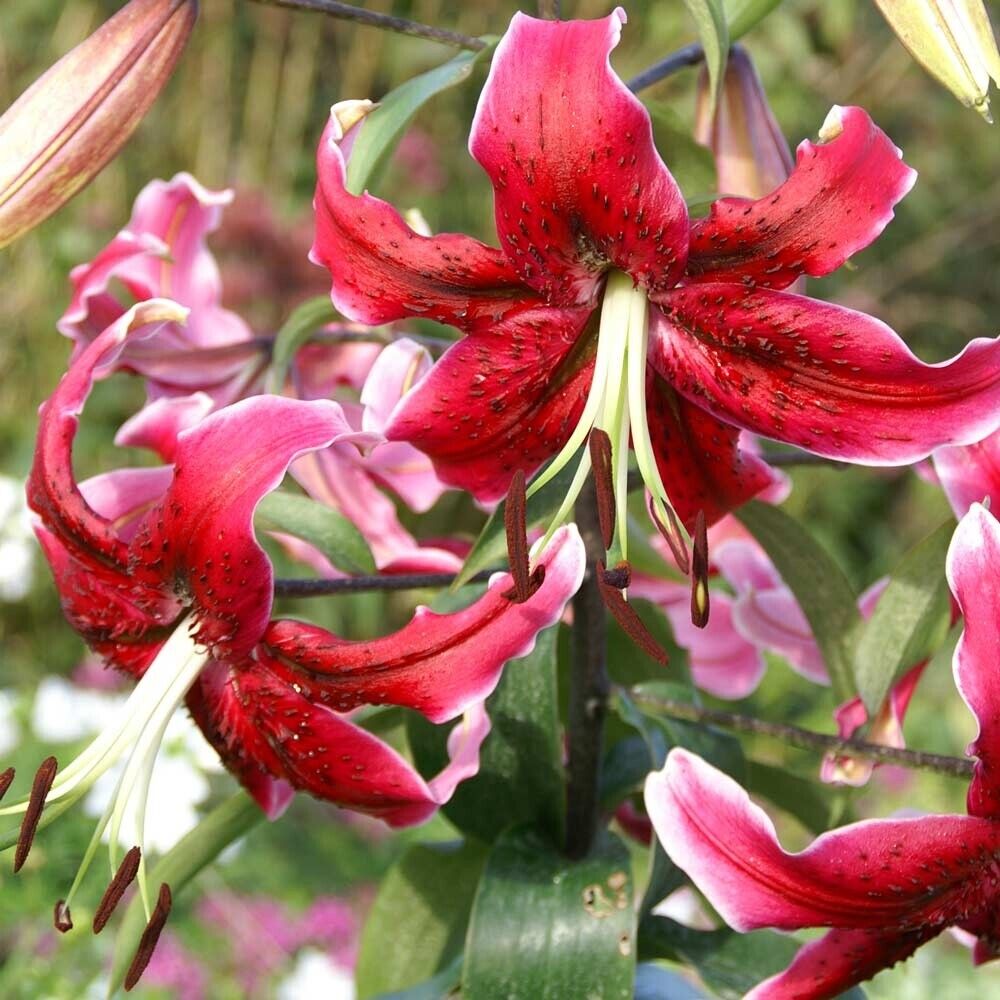 MISS FEYA TREE LILY FLOWER BULBS HARDY 4-8 FT. TALL GIANT FRAGRANT BLOOMS!