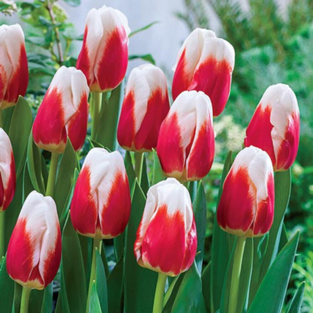 TRIUMPH TULIP~ROMAN EMPIRE~FLOWER BULBS~DARK PINK-RED BLOOMS, CREAMY WHITE EDGES