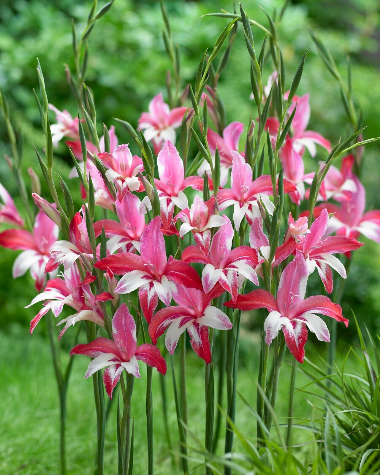 HARDY SWORD LILY~GALAXIAN~FLOWER BULBS~PINK AND WHITE GLADIOLUS~HARDY ZONES 4-9!