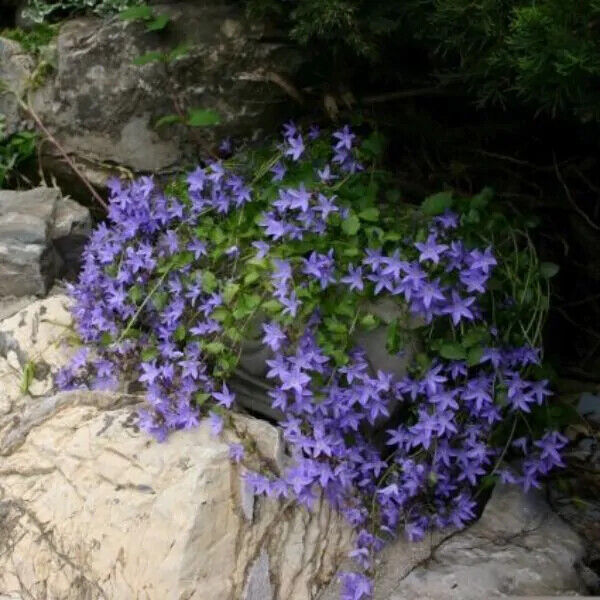 CAMPANULA~BLUE WATERFALL~LIVE PLANT~BELLFLOWER MAT GROUND COVER HARDY PERENNIAL!