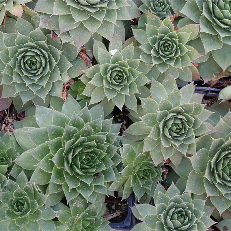 SEMPERVIVUM~HOPEWELL~HENS AND CHICKS HARDY PERENNIAL SUCCULENT ROCK GARDEN PLANT