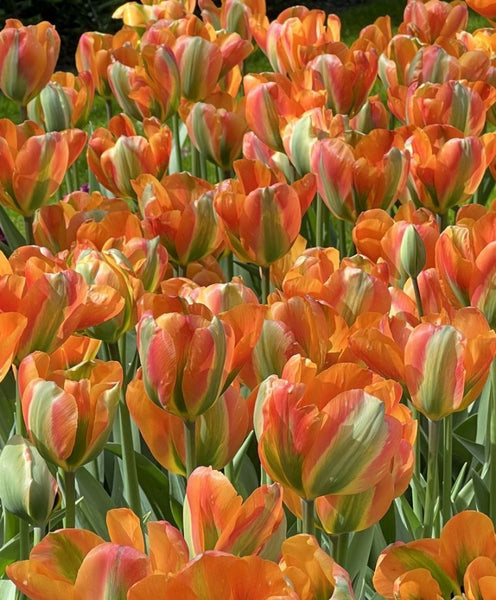 VIRIDIFLORA TULIP~ORANGE MARMELADE~FLOWER BULBS~DEEP MELON ORANGE/GREEN STRIPES!