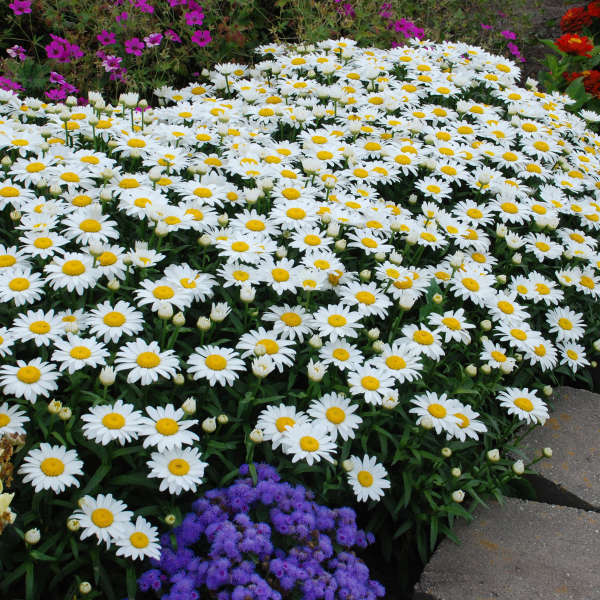 LEUCANTHEMUM 'SNOWCAP'~LIVE PLANT~HARDY PERENNIAL FLOWERS~LATE-SUMMER BLOOM