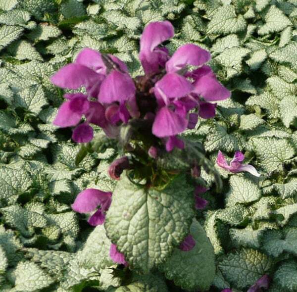 LAMIUM~PURPLE DRAGON~LIVE PLANT~SILVERY GREEN/WHITE GROUND COVER HARDY PERENNIAL