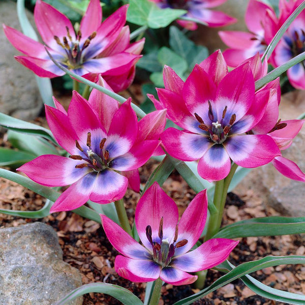 TULIP HUMILIS~LITTLE BEAUTY~FLOWER BULBS~TRUE PERENNIAL TULIPS~RED, WHITE & BLUE