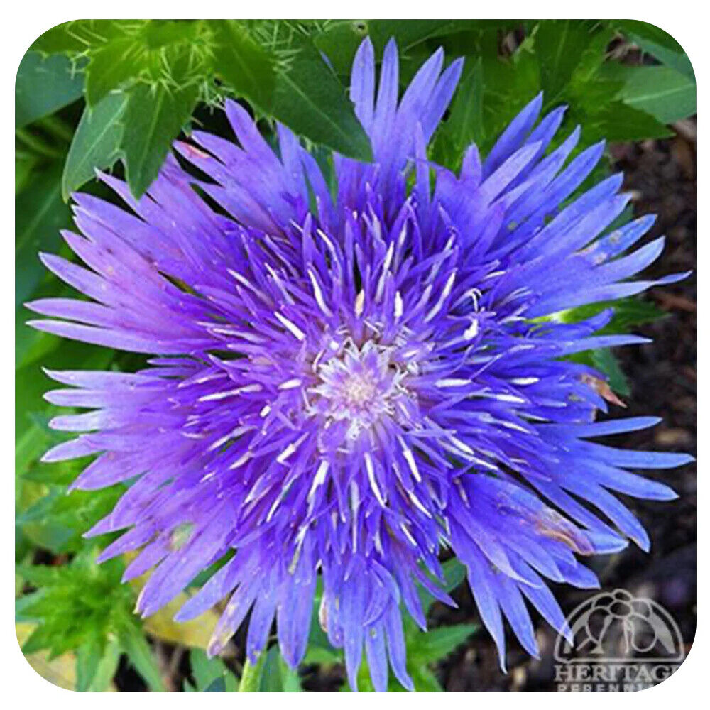 STOKESIA LAEVIS~MEL'S BLUE~STOKES' ASTER~LIVE PLANT~HARDY PERENNIAL~