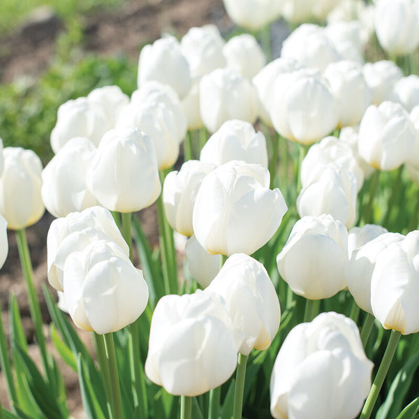 WHITE JAPANESE TULIP~HAKUUN~FLOWER BULBS~GIANT DARWIN HYBRID~MID-APRIL/MAY BLOOM