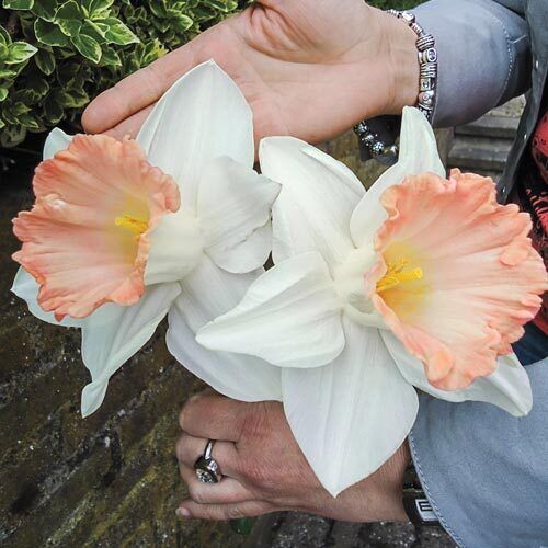 NARCISSUS~BRITISH GAMBLE~FLOWER BULBS~TRUMPET DAFFODILS~FRAGRANT~GIGANTIC BLOOMS