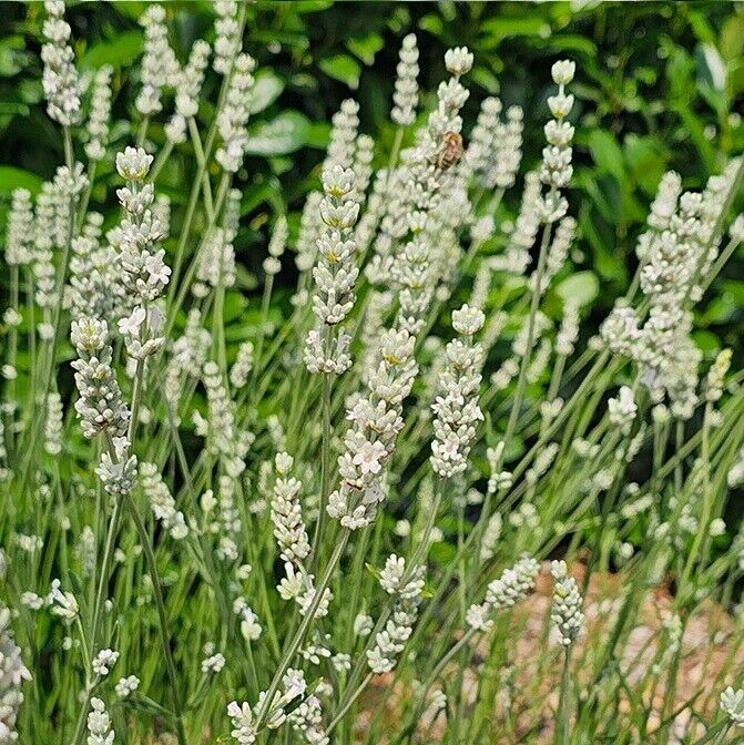 LAVANDIN INTERMEDIA~EXCEPTIONAL~WHITE LAVENDER PLANT HARDY PERENNIAL HERB GARDEN