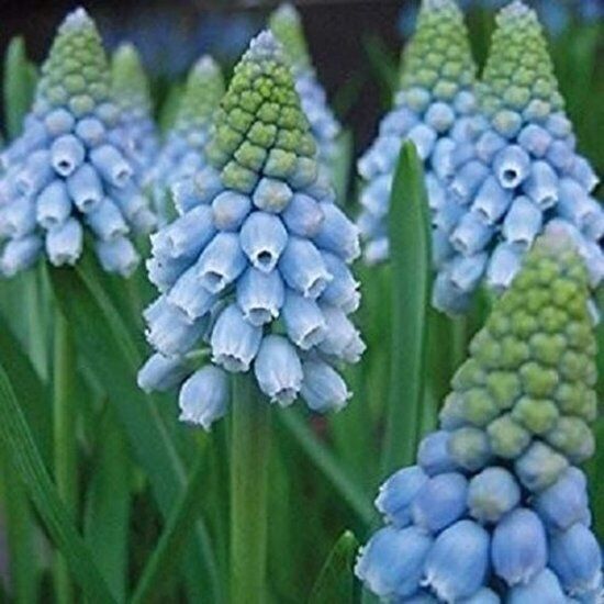 MUSCARI 'BLUE ICE'~GRAPE HYACINTHS~FLOWER BULBS FRAGRANT PERENNIAL SPRING BLOOMS