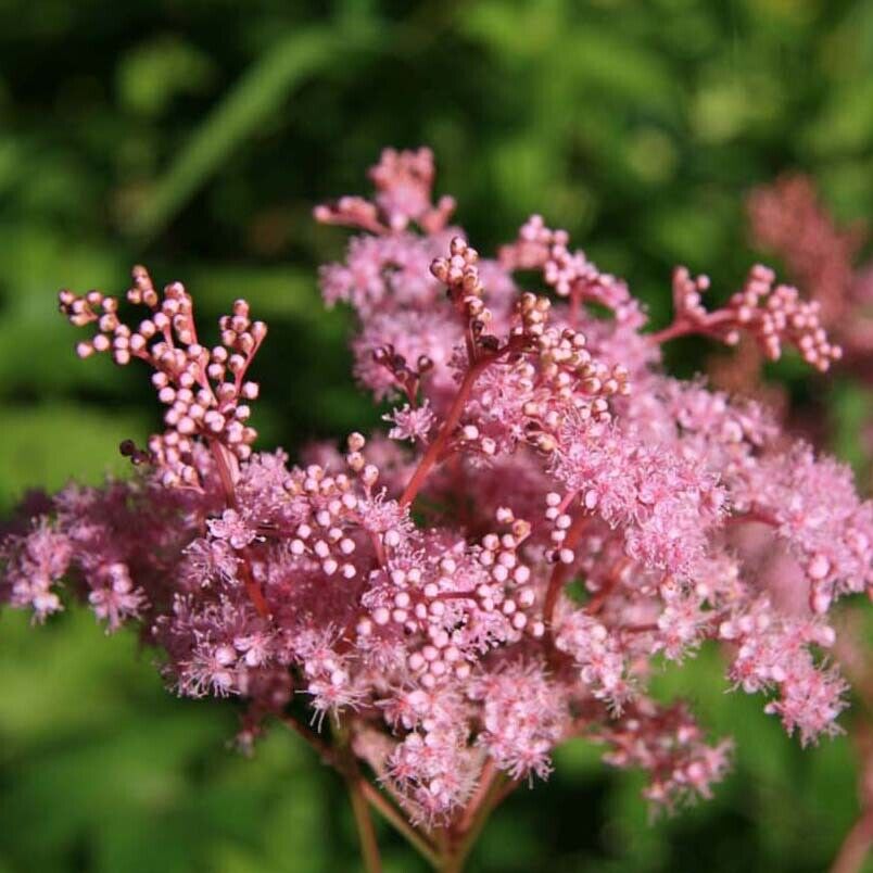 FILIPENDULA 'RED UMBRELLAS'~HARDY PERENNIAL PLANT~PARTIAL SHADE~AWESOME FOLIAGE!