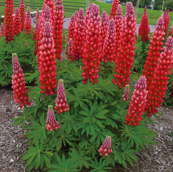 LUPIN WESTCOUNTRY 'RED RUM'~LIVE PLANT~PERENNIAL FLOWERS ATTRACT HUMMINGBIRDS!!!