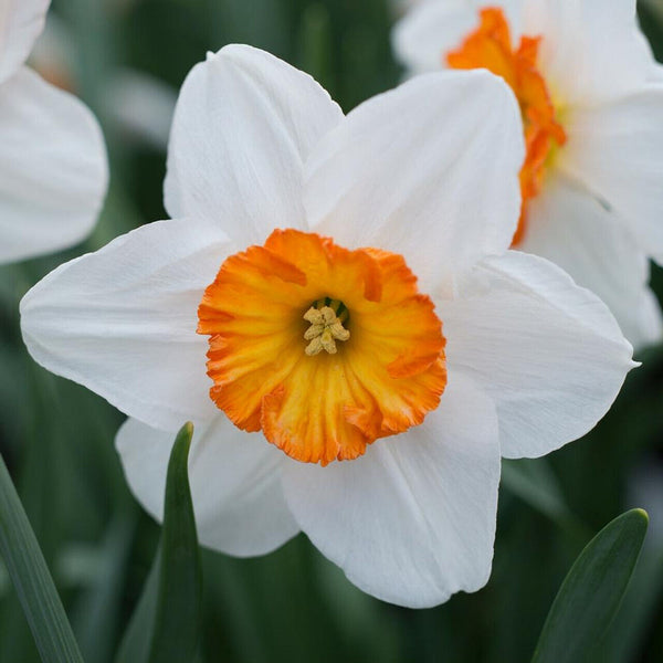 NARCISSUS~BARRETT BROWNING~FLOWER BULBS~SMALL CUPPED DAFFODILS~FRAGRANT BLOOMS!