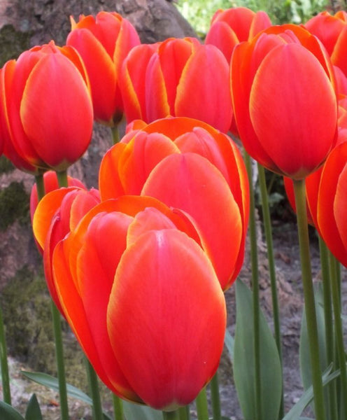 TULIP~WORLD'S FAVORITE~FLOWER BULBS~GIANT DARWIN HYBRID~HUGE TOMATO-RED BLOOMS!!