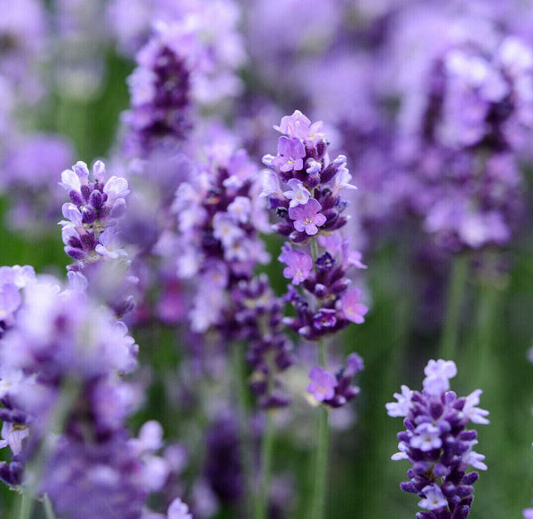 LAVANDULA ANGUSTIFOLIA~IMPERIAL GEM~LAVENDER PLANT LIVE HARDY PERENNIAL HERB