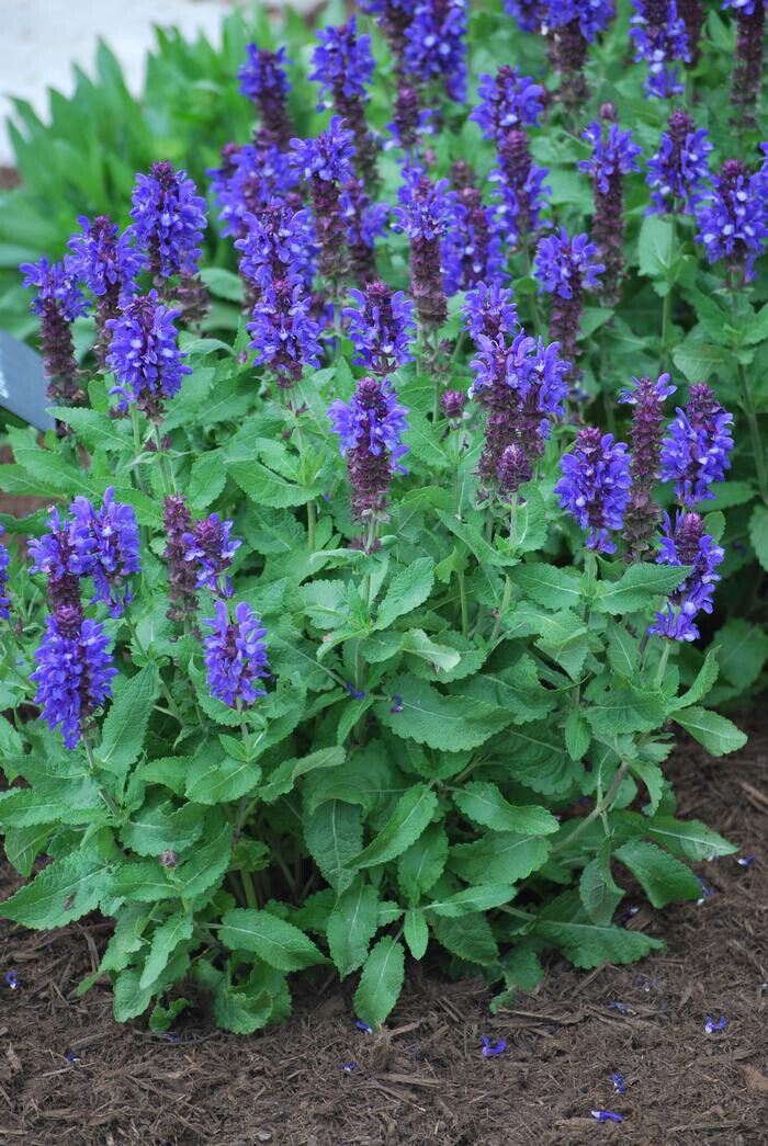 SALVIA NEMOROSA~BLUE MARVEL~DWARF SAGE AROMATIC HARDY PERENNIAL HUMMINGBIRDS!!!