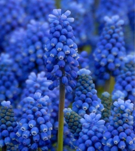 MUSCARI BLUE MAGIC~GRAPE HYACINTHS~FLOWER BULBS FRAGRANT PERENNIAL SPRING BLOOMS