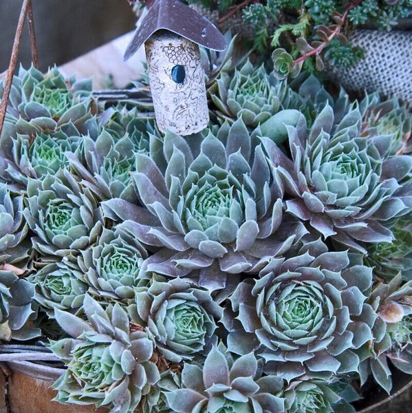 SEMPERVIVUM~PACIFIC BLUE ICE~HENS AND CHICKS HARDY PERENNIAL SUCCULENT GARDEN