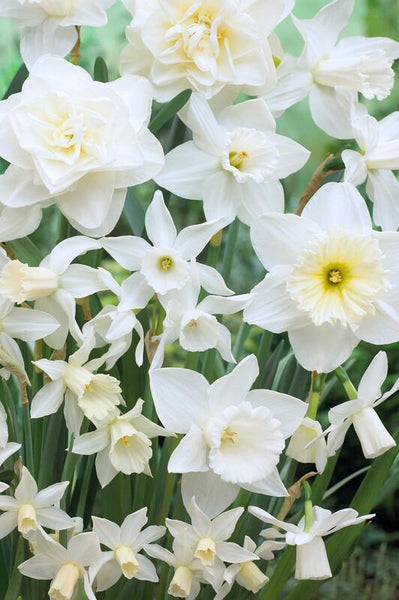 NARCISSUS~WHITE HOLLAND MIX~DAFFODIL FLOWER BULBS~FRAGRANT SPRING BLOOMS!!!