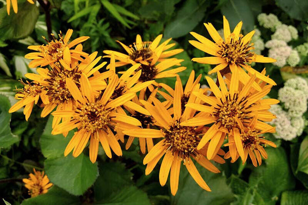 LIGULARIA DENTATA 'DESDEMONA' LEOPARD PLANT