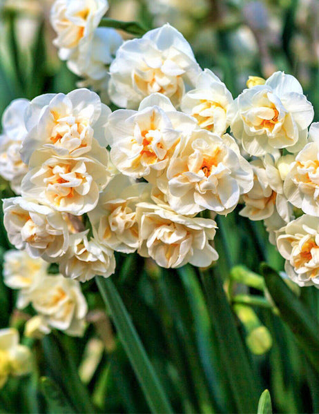 NARCISSUS~SIR WINSTON CHURCHILL~FLOWER BULBS~MOST FRAGRANT DAFFODIL~DOUBLE BLMS!