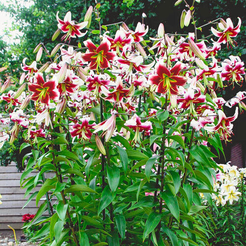 LESLOE WOODROFF TREE LILY FLOWER BULBS HARDY 4-8 FT. TALL GIANT FRAGRANT BLOOMS!