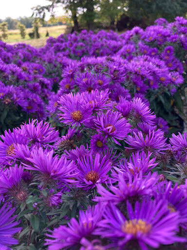 ASTER~PURPLE DOME~LIVE PLANT~HARDY PERENNIAL~100'S OF FLOWERS LATE-SUMMER-FALL!!