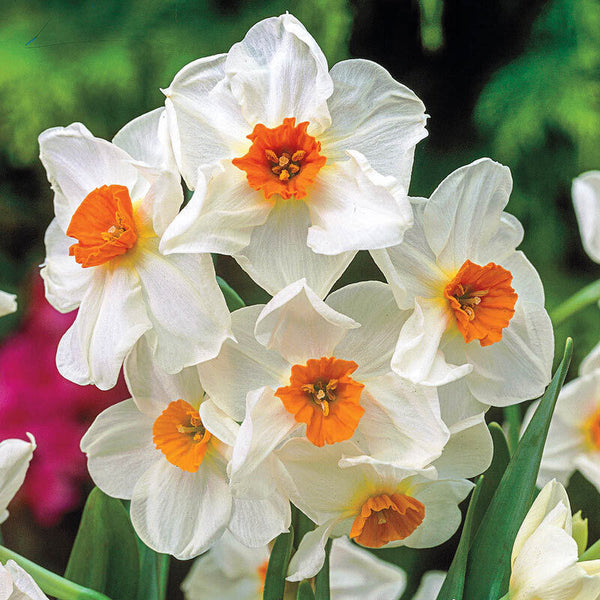 NARCISSUS~GERANIUM~FLOWER BULBS~SMALL CUPPED FRAGRANT BUNCH-FLOWERING DAFFODILS