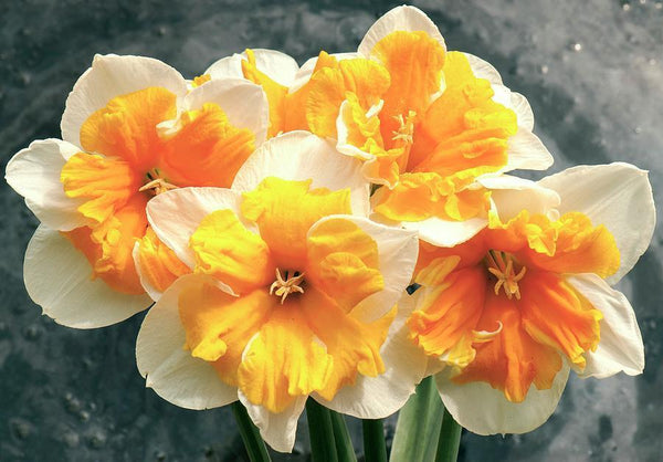 NARCISSUS~ORANGERY~FLOWER BULBS~FRAGRANT BUTTERFLY DAFFODILS~UNUSUAL BLOOMS!!!