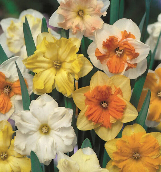 NARCISSUS~BOLD BUTTERFLY MIXTURE~FRAGRANT SPLIT-CORONA DAFFODILS~UNUSUAL BLOOMS!