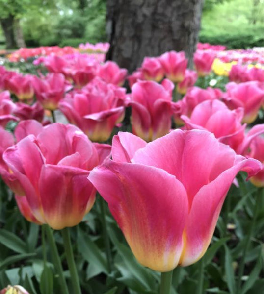 TRIUMPH TULIP~TOM POUCE~FLOWER BULBS~LARGE PINK BLOOMS WITH GOLDEN YELLOW BASE!!