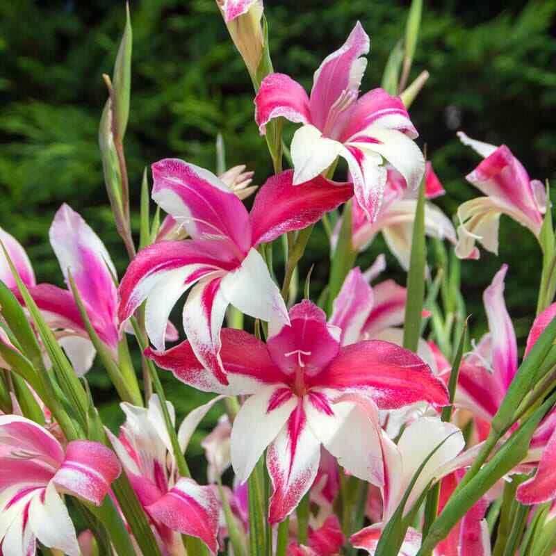 HARDY SWORD LILY~GALAXIAN~FLOWER BULBS~PINK AND WHITE GLADIOLUS~HARDY ZONES 4-9!