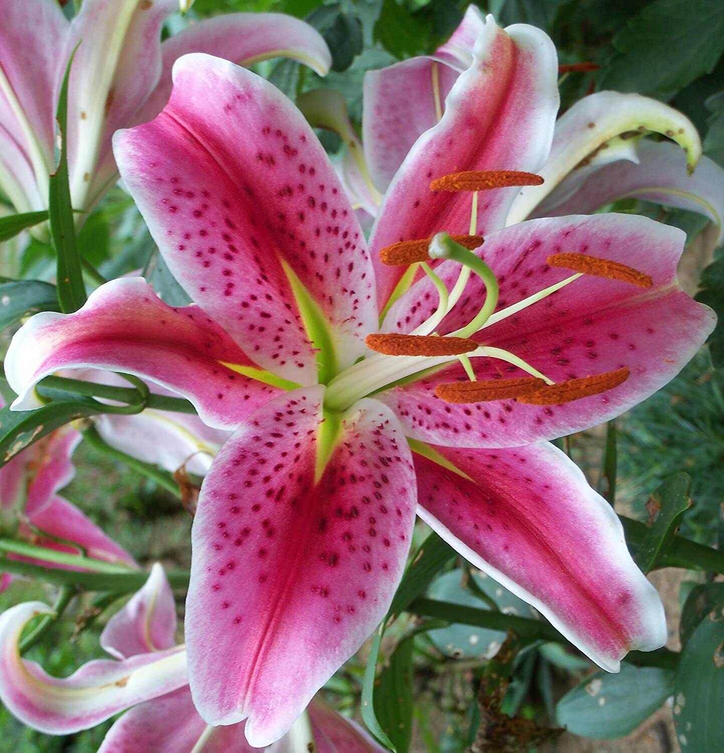 STARGAZER LILY FLOWER BULBS POWERFULLY FRAGRANT FLOWERS EASY TO GROW SUMMER BLMS