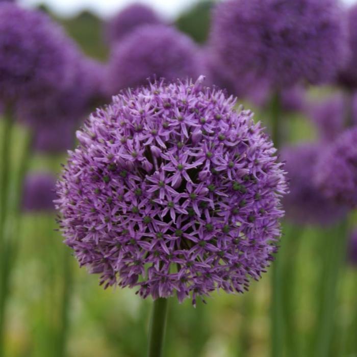 ALLIUM~GLADIATOR~FLOWER BULBS HARDY PERENNIAL GIANT PURPLE FLOWERS 3-4FT TALL!!!