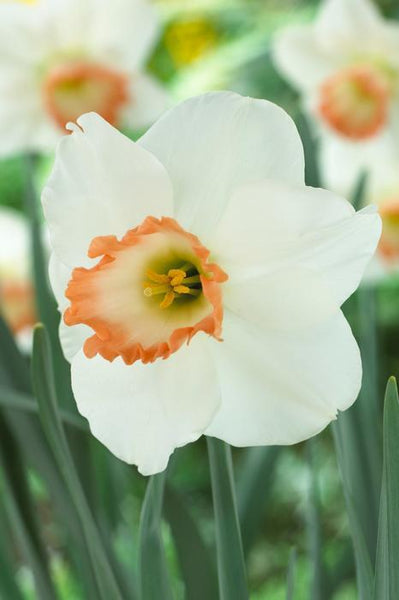 NARCISSUS~BEST PINK~FLOWER BULBS~LARGE CUPPED DAFFODILS~SWEETLY FRAGRANT BLOOMS!