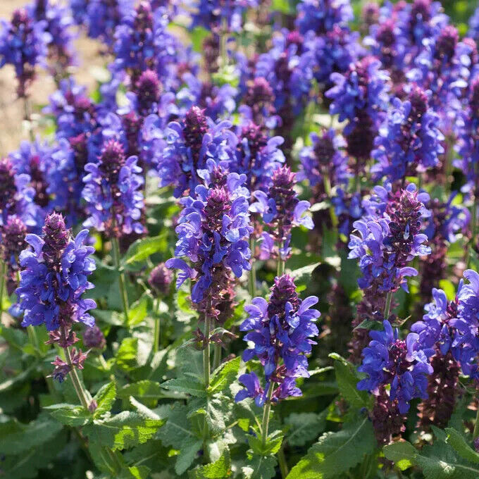 SALVIA NEMOROSA~BLUE MARVEL~DWARF SAGE AROMATIC HARDY PERENNIAL HUMMINGBIRDS!!!