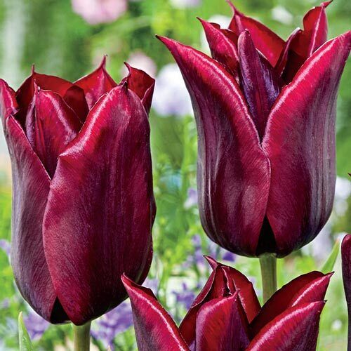 LILY-FLOWERING TULIP~LASTING LOVE~FLOWER BULBS~DEEP BURGUNDY-RED