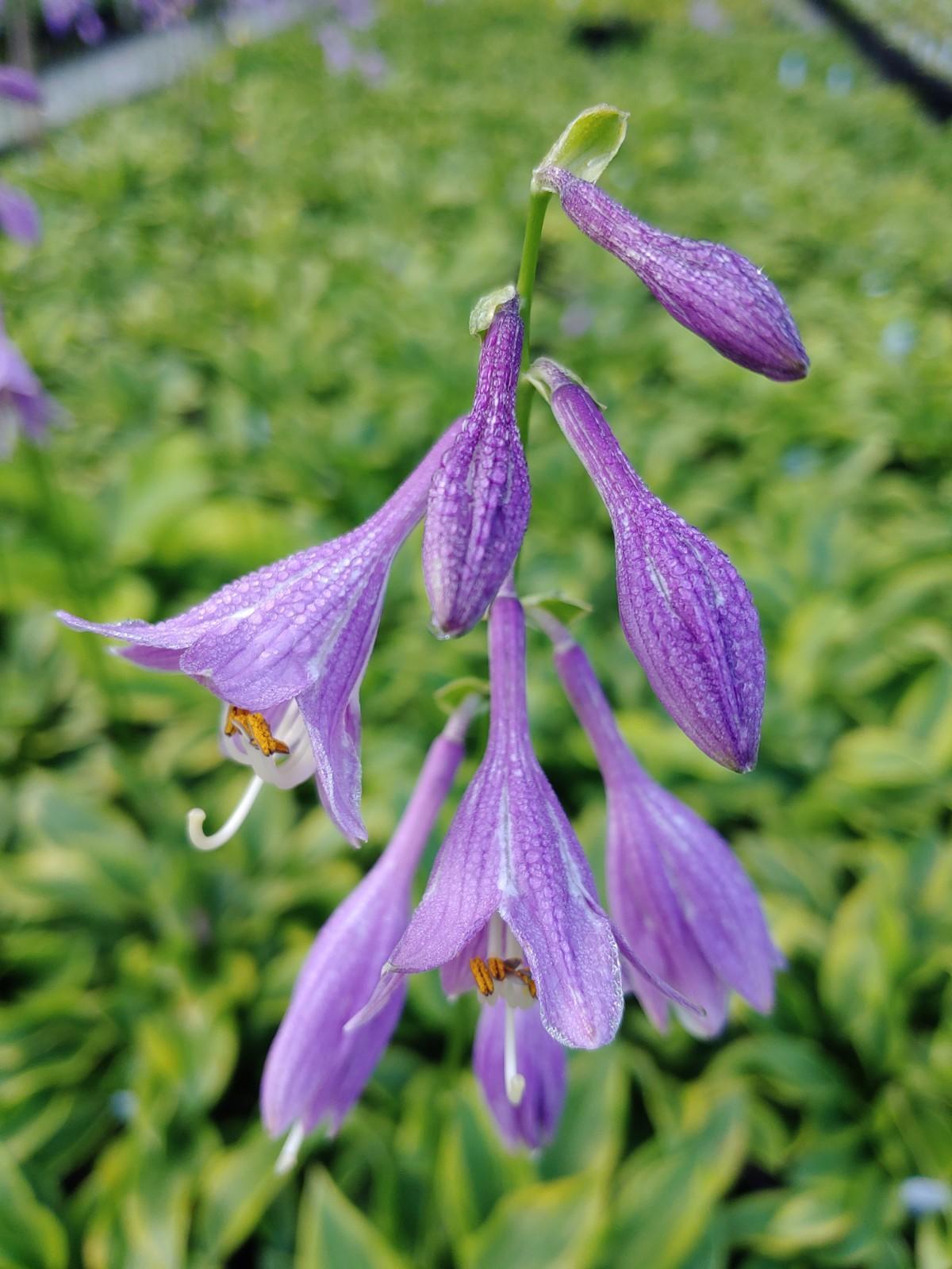 HOSTA~GOLDEN TIARA~PERENNIAL SHADE PLANT FAIRY GARDEN FLOWER HUMMINGBIRD LILY!!!