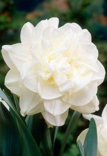 NARCISSUS~OBDAM~FLOWER BULBS~IMPRESSIVE DOUBLE DAFFODILS~VERY FRAGRANT BLOOMS!!!