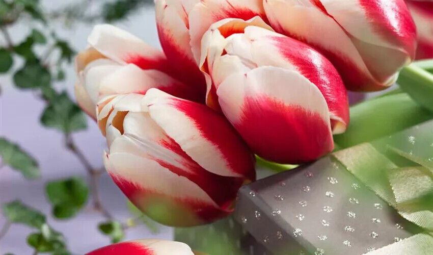 TRIUMPH TULIP~ROMAN EMPIRE~FLOWER BULBS~DARK PINK-RED BLOOMS, CREAMY WHITE EDGES