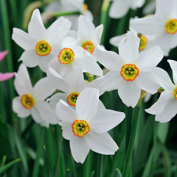 NARCISSUS~PHEASANT'S EYE~FLOWER BULBS~HEIRLOOM POETICUS DAFFODILS~VERY FRAGRANT!