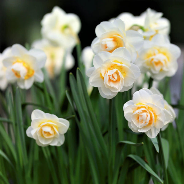 NARCISSUS~BRIDAL CROWN~FLOWER BULBS~CHEERFUL, FRAGRANT BUNCH-FLOWERING DAFFODILS