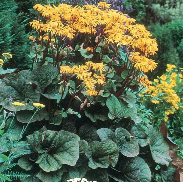 LIGULARIA DENTATA 'OTHELLO' LEOPARD PLANT HARDY PERENNIAL SHADE PLANT WET SOIL