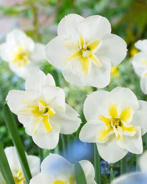 NARCISSUS~CUM LAUDE~FLOWER BULBS~FRAGRANT BUTTERFLY DAFFODILS~UNUSUAL BLOOMS!!!