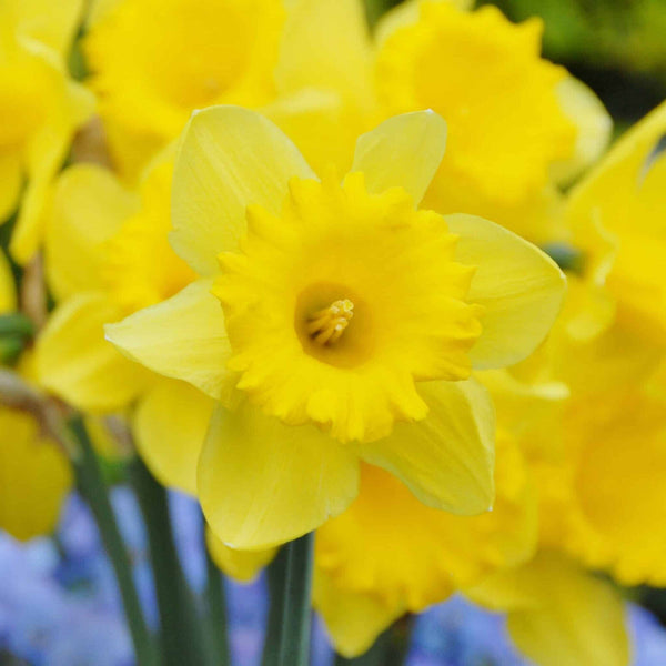 NARCISSUS~STANDARD VALUE~FLOWER BULBS~TRUMPET DAFFODILS~FRAGRANT~GIGANTIC BLOOMS