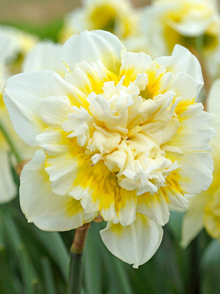 NARCISSUS~ICE KING~FLOWER BULBS~DOUBLE-FLOWERING DAFFODILS~VERY FRAGRANT BLOOMS!