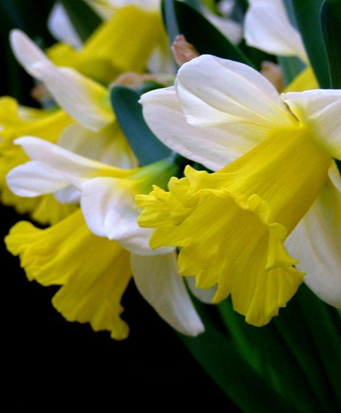 NARCISSUS~GOBLET~FLOWER BULBS~TRUMPET DAFFODILS~FRAGRANT~PERENNIAL SPRING BLOOMS