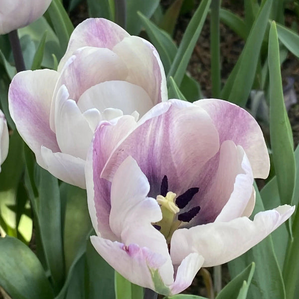 TRIUMPH TULIP~JACUZZI~FLOWER BULBS~LILAC PURPLE,STEEL BLUE,SILVER TONED STUNNER!